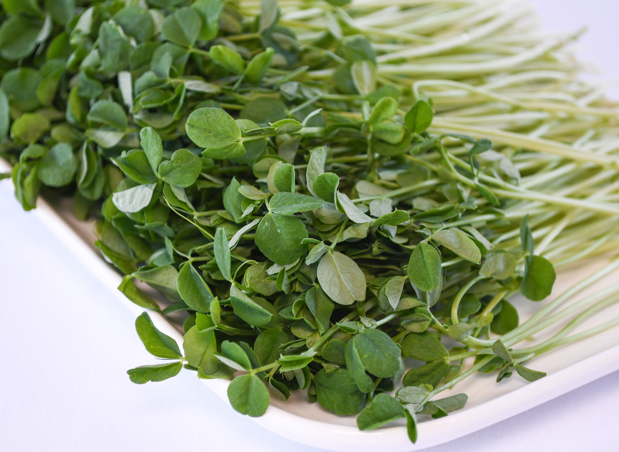 Ophema_Pea_closeup_web.jpg